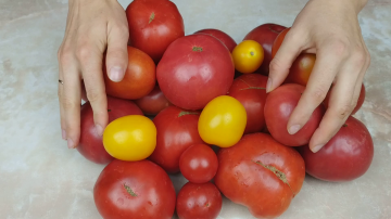 La cosecha de tomates más fácil para el invierno.