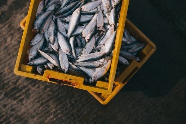 Puedes comprar pescado sin miedo, lo pescaron por la mañana (Foto: Pixabay.com)
