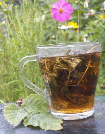 Antipirético frambuesa té de hierbas
