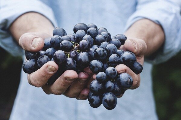 Las uvas son fáciles de ahogar (Foto: Pixabay.com)