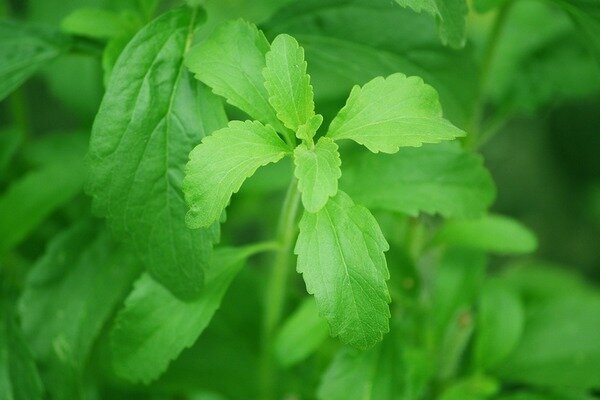 La stevia te ayudará a evitar kilos de más (Foto: Pixabay.com)