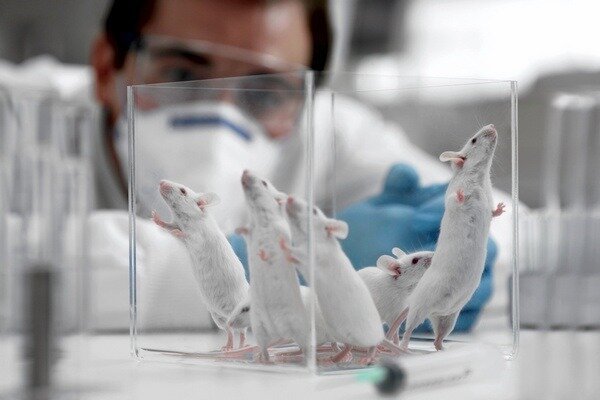 La investigación resultó ser muy importante, pero es importante considerar que la estructura de ratas y humanos sigue siendo diferente (Foto: newsland.com)