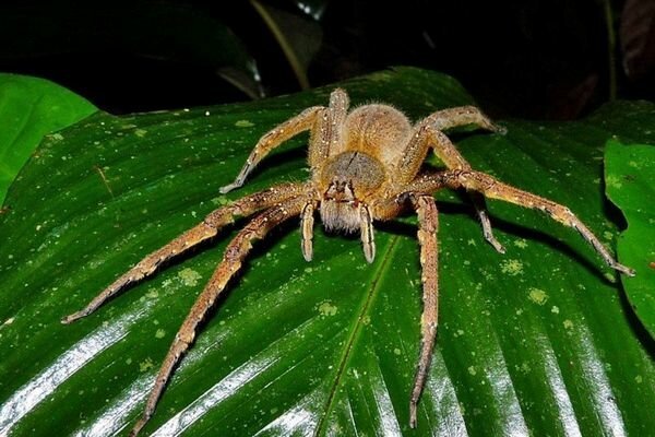 La picadura de arañas incluso pequeñas puede ser peligrosa (Foto: topcafe.su)