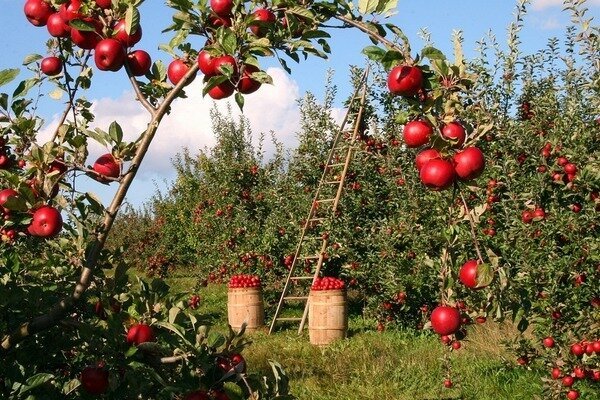 Una sola manzana puede matar el mal olor (Foto: Pixabay.com)