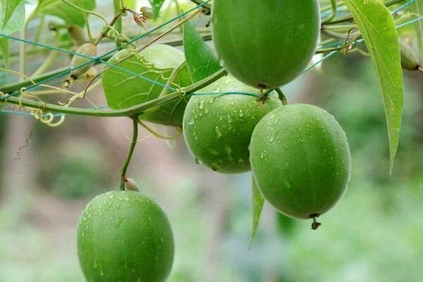 La fruta del Buda se utiliza en su esencia, en base a ella se elaboran edulcorantes y medicinas (Foto: pinimg.com)