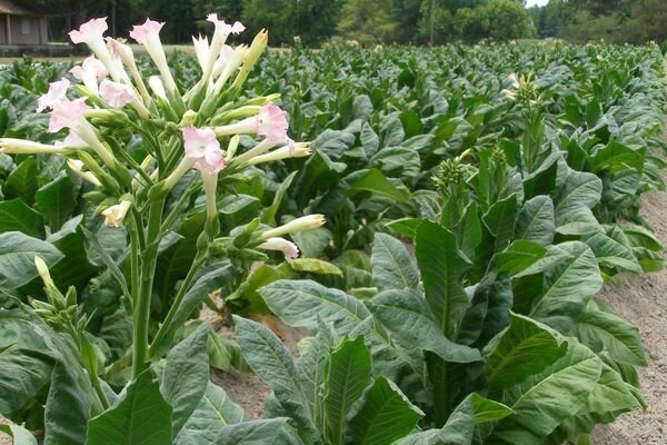 Especialmente para este cultivo, el escarabajo de la hoja es peligroso, que puede destruir completamente el cultivo (Foto: pinimg.com)