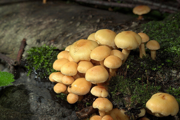 Los hongos falsos se asientan en grandes grupos (Foto: Pixabay.com)